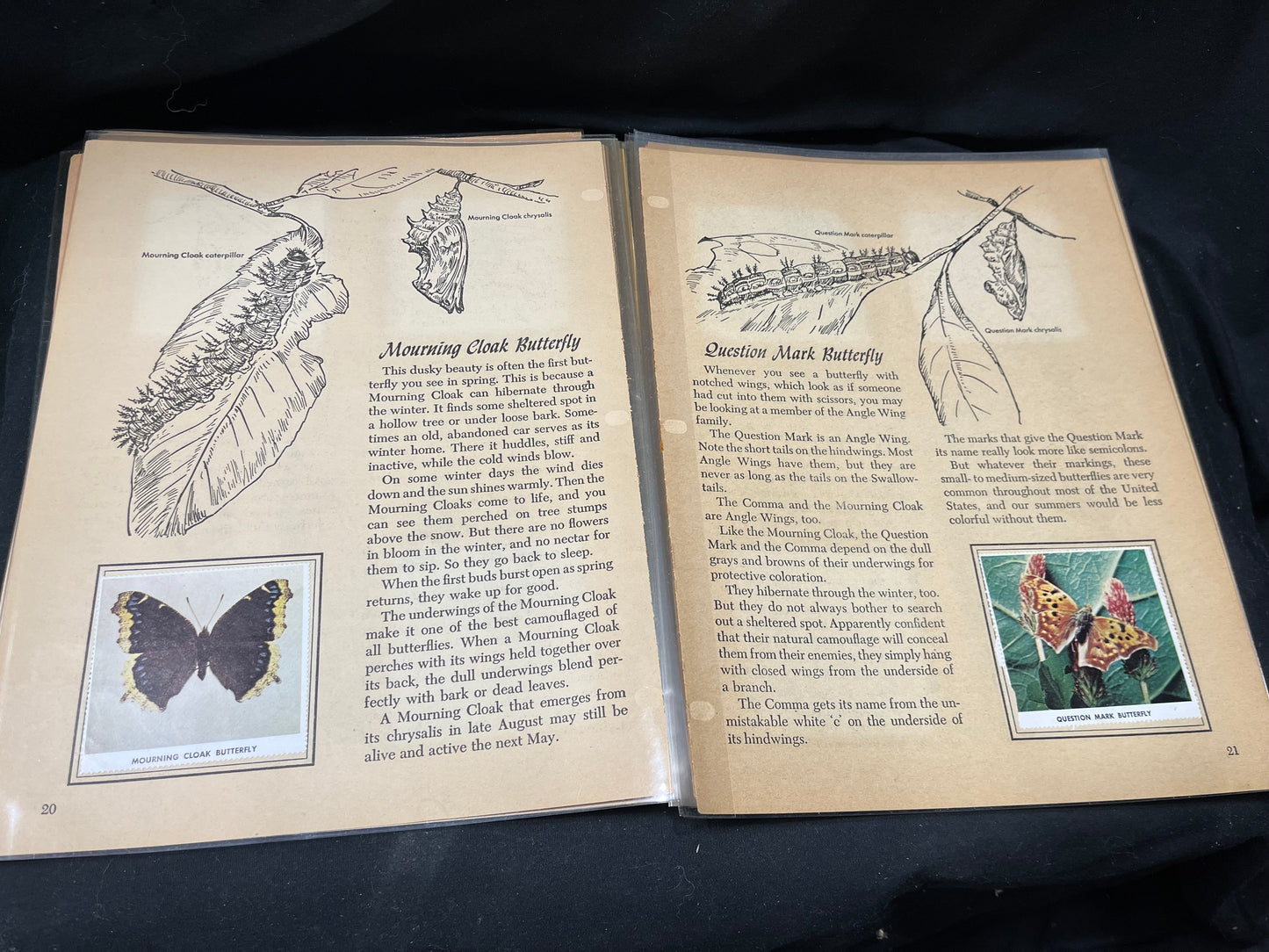 A Golden Stamp Book "Butterflies and Moths"